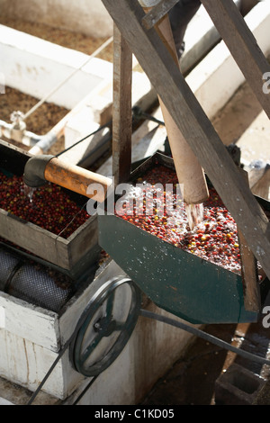 Kaffeebohnen im Pulper, Finca Vista Hermosa Kaffeeplantage, Agua Dulce, Huehuetenango Abteilung, Guatemala Stockfoto