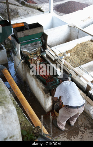 Kaffeebohnen im Pulper, Finca Vista Hermosa Kaffeeplantage, Agua Dulce, Huehuetenango Abteilung, Guatemala Stockfoto