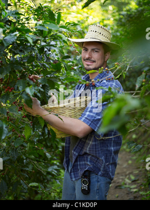 Plantagenbesitzer Kommissionierung Kaffee Beeren, Finca Vista Hermosa Kaffeeplantage, Agua Dulce, Huehuetenango Abteilung, Guatemala Stockfoto