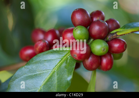 Nahaufnahme von Kaffee Beeren, Finca-Villaure Kaffee-Plantage, Hoja Blanca, Huehuetenango Abteilung, Guatemala Stockfoto