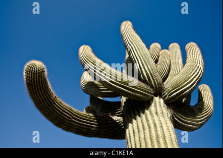 Kaktus in Yuma, Yuma County, Arizona, USA Stockfoto