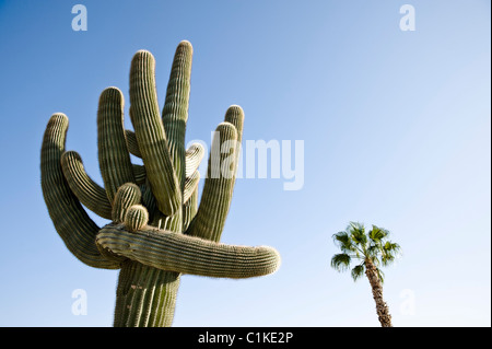 Kaktus in Yuma, Yuma County, Arizona, USA Stockfoto