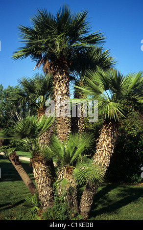 Zwerg-Ventilator-Palme, Chamaerops humilis Stockfoto