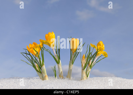 Krokus, Bayern, Deutschland Stockfoto