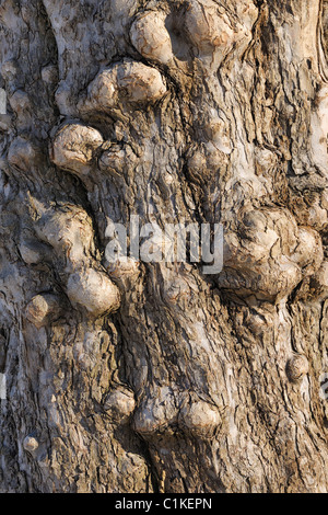 Apple Tree Trunk, Aschaffenburg, Franken, Bayern, Deutschland Stockfoto