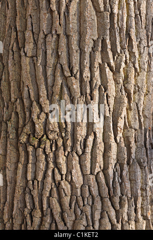 Eichenrinde, Aschaffenburg, Franken, Bayern, Deutschland Stockfoto