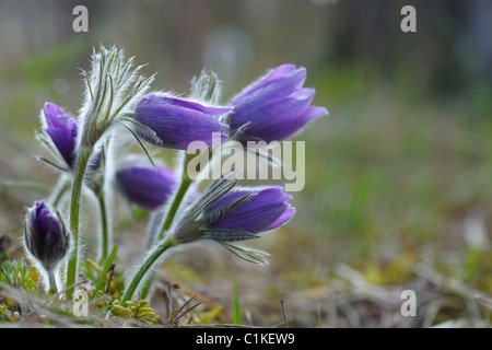 Pasque Flowers, Würzburg, Franken, Bayern, Deutschland Stockfoto