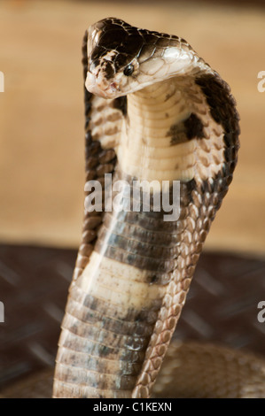 Siamesische Kobra, hoch giftige Schlange, (Naja Siamensis) Stockfoto