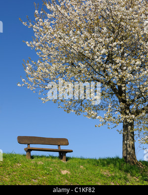 Kirschbaum, Moembris, Aschaffenburg, Franken, Bayern, Deutschland Stockfoto