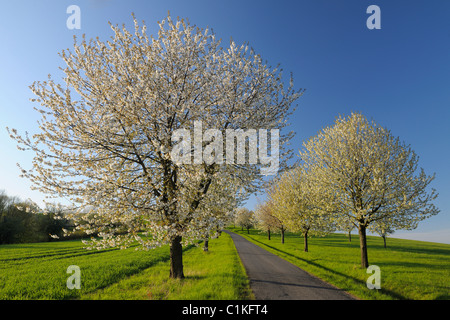 Pfad und Kirschbäume, Moembris, Aschaffenburg, Franken, Bayern, Deutschland Stockfoto