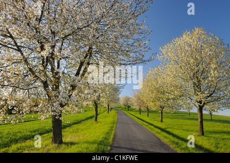 Pfad und Kirschbäume, Moembris, Aschaffenburg, Franken, Bayern, Deutschland Stockfoto