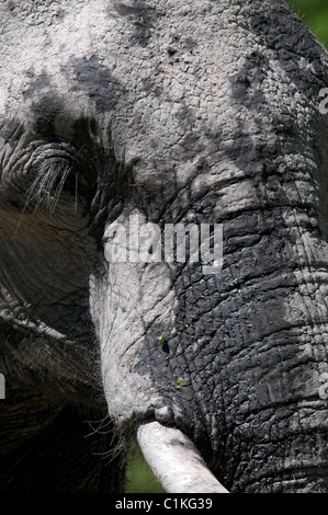 Nahaufnahme von Afrikanischer Elefant Loxodonta Africana Kopf Botswana Stockfoto