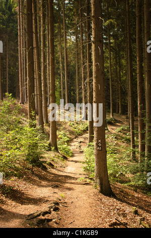 Wald Weg, Balkhausen, Rheinisch-Bergischen Kreis, Nordrhein-Westfalen, Deutschland Stockfoto