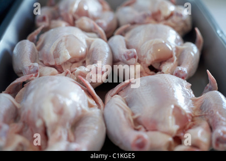 Ungekocht Cornish Hens Stockfoto