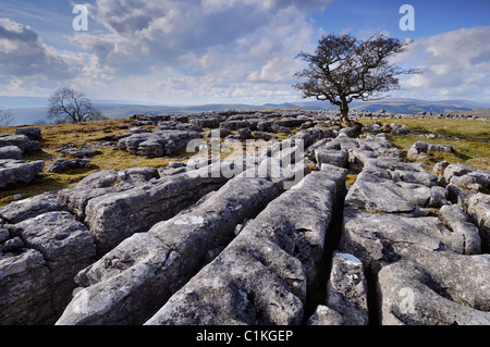 Kalksteinpflaster in der Nähe von Winskill nahe Langcliffe, Settle - der Yorkshire Dales National Park Stockfoto