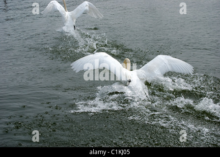 Swan jagt ein weiterer Schwan auf der Wasseroberfläche. Stockfoto