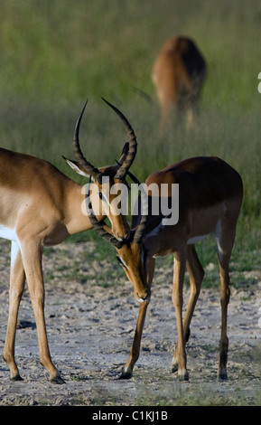 Ritterturniere jungen männlichen Impala in botswana Stockfoto