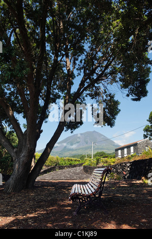 Einsamen Parkbank unter einem Baum auf der Insel Pico, Azoren Stockfoto