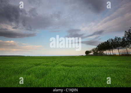 Wiese, Ackerland Stockfoto