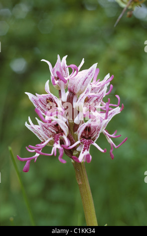 Seltene Wilde Orchidee Flowerhead Affe Orchidee (Orchis Simia), Kent Stockfoto