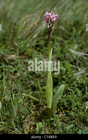 Affe Orchidee (Orchis Simia) blühende Pflanze, Kent Stockfoto