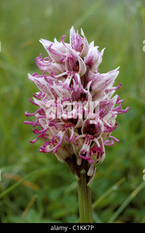 Seltene Wilde Orchidee Flowerhead Affe Orchidee (Orchis Simia), Kent Stockfoto