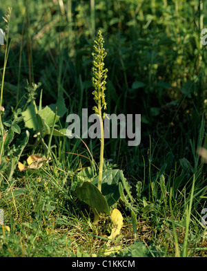 Gemeinsame Nestwurzen (Listera Ovata) blühende Pflanze Stockfoto