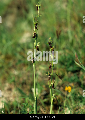 Fliegen Sie mit Kreide Downland Orchidee (Ophrys Insectifera) Blütenpflanzen Stockfoto