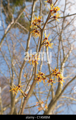 Blühende Zaubernuss Hamamelis Vernalis, eine sommergrüne Winter blühender Strauch Stockfoto