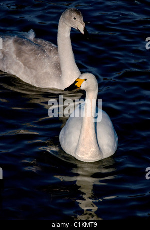 Bewick ´s Schwan Erwachsener mit jungen Whooper im Hintergrund Stockfoto