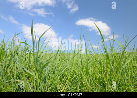 Nahaufnahme des Grases vor blauem Himmel, Bayern, Deutschland Stockfoto