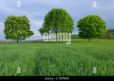Ahornbäume im Kornfeld im Frühjahr, Großwallstadt, Miltenberg, Franken, Bayern, Deutschland Stockfoto