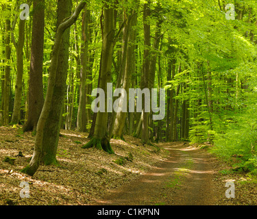 Weg durch Wald, Spessart, Bayern, Deutschland Stockfoto