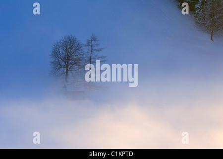 Hütte und Bäume im Nebel, Kanton Bern, Schweiz Stockfoto