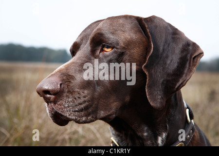 Porträt des Hundes, Houston, Texas, USA Stockfoto