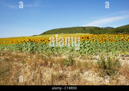 Sonnenblumenfeld, Aude, Languedoc-Roussillon, Frankreich Stockfoto