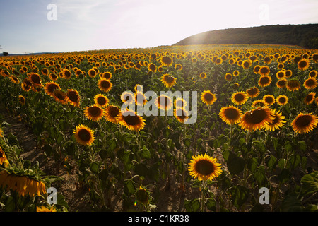 Sonnenblumenfeld, Aude, Languedoc-Roussillon, Frankreich Stockfoto