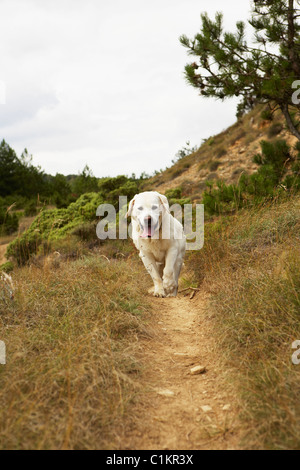 Hund Weg, Domaine de l'Ardagnole, Fajac-En-Val, Languedoc-Roussillon, Frankreich Stockfoto