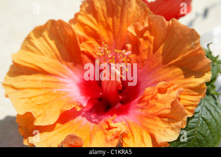 Nahaufnahme von Hibiskus Stockfoto