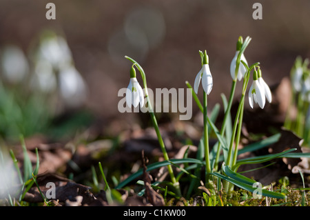 Schneeglöckchen im zeitigen Frühjahr Stockfoto