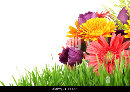 Frühlingsblumen mit frischen Rasen isoliert auf weißem Hintergrund Stockfoto