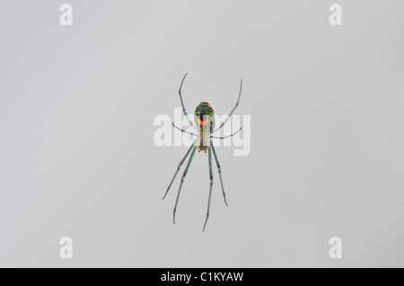 Eine einzelne Obstgarten-Spinne (Leucauge Venusta) auf einer Webseite in einem Garten Stockfoto