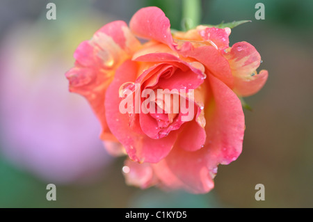 Makro eine rosa Rose mit Tautropfen auf den Blütenblättern Stockfoto