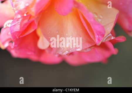 Makro der Morgentau auf rosa Rosenblüten Stockfoto