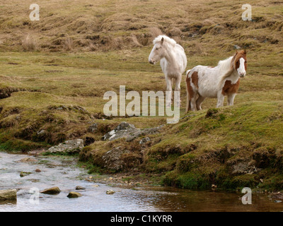 Moorland Ponys auf Bodmin Moor, Cornwall, UK Stockfoto
