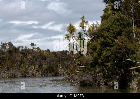 Okarito Lagoon ist die größte unmodifizierten Feuchtgebiet in Neuseeland.  Sterben Sie Okarito-Lagune ist Das Größte Feuchtgebiet Neuseelands Stockfoto