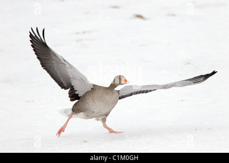 Wilde Graugans abheben von Schnee bedeckten Boden in Island Stockfoto