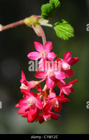 40,243.06559 Red-Flowering Johannisbeeren (Ribes Sanguineum) wachsen in den wilden, zarten Rosa 1,3 cm Durchmesser der Blumen, die in kleinen cluste wachsen Stockfoto