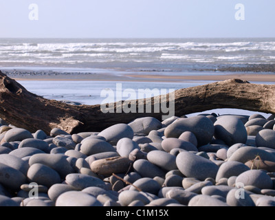 Log angespült am Strand, Devon, UK Stockfoto