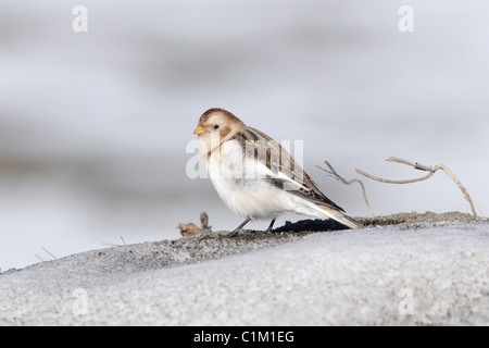 Snow Bunting thront auf schneebedeckten Felsen in Island im winter Stockfoto